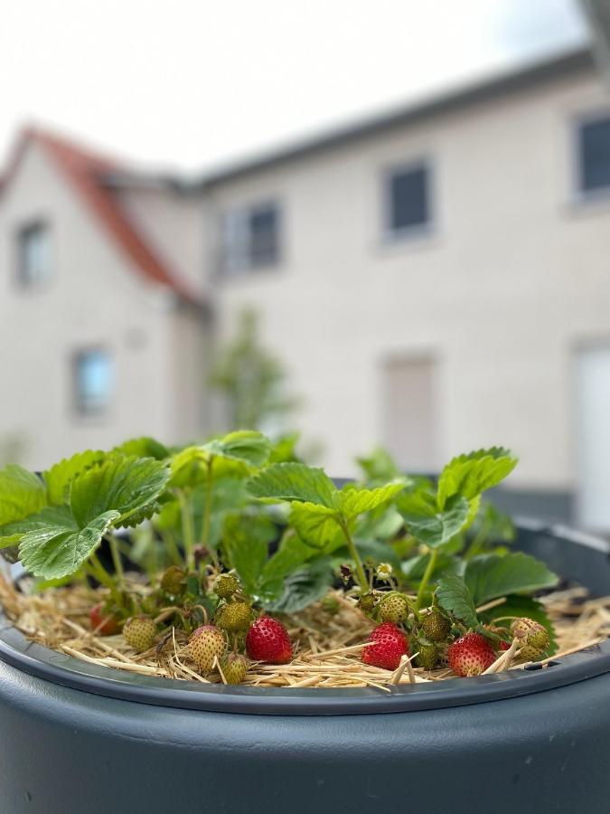 Fewo Sulzer Siedlung Erfurt "Haus 6" Lägenhet Exteriör bild